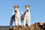 FOX TERRIER 393